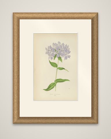 Wild Blue Phlox (Phlox Divaricata), Hand-Coloured Botanical Print, 1874, shown framed