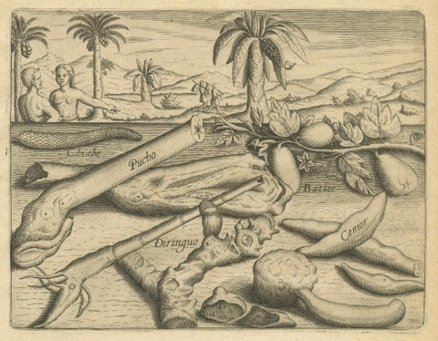De Bry Engraving Expressio Germinum, Exotic Plants of St. Lawrence Island, 1598, close-up 1