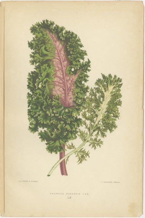 Contrasts in Nature: Pelargonium and Brassica, Botanical Art from 1880, view 3