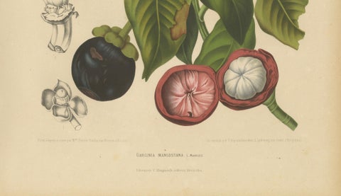 Original Antique Mangosteen Botanical Chromolithograph by Hoola van Nooten, 1880, close-up 4