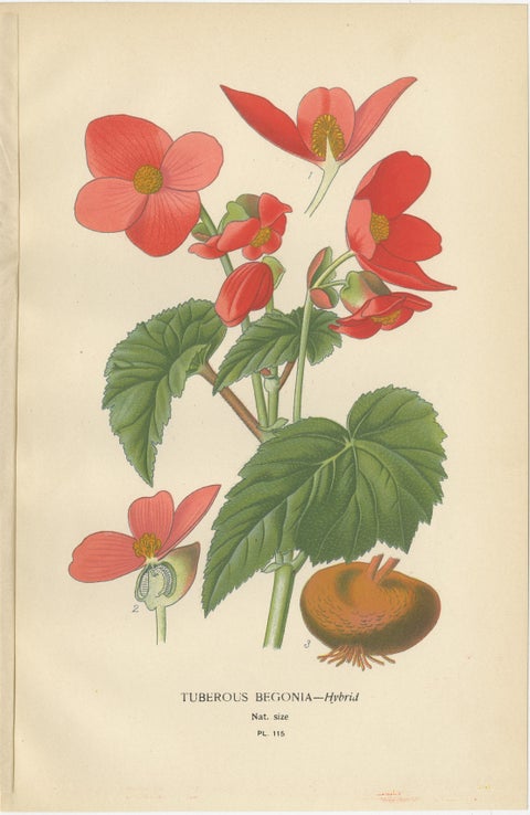 Antique Prints: Tuberous Begonia, Mammillaria Cactus & Rat's-Tail Cactus, 1897, view 2