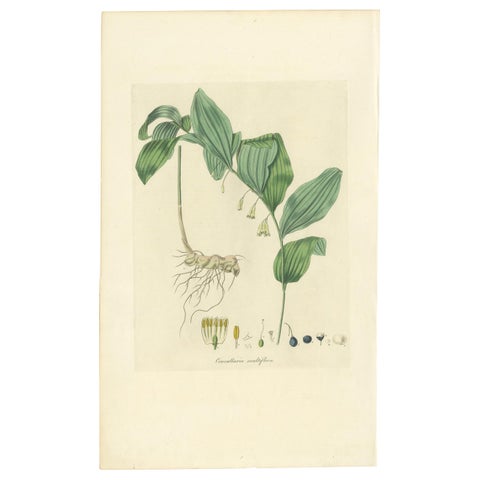 Antique Botany Print of the Common Solomon's-Seal by Curtis, 'circa 1817'