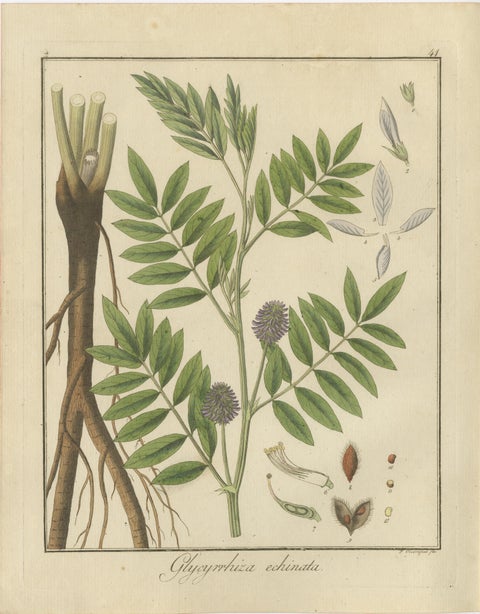 Sweet Flag, Russian Licorice, and Opium Poppy: Botanical Illustrations 1819, view 3