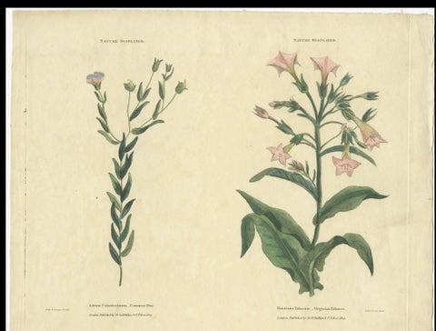 Old Botanical Quartet: Portraits of Flax, Tobacco, Saffron, and Patience, 1823, close-up 4