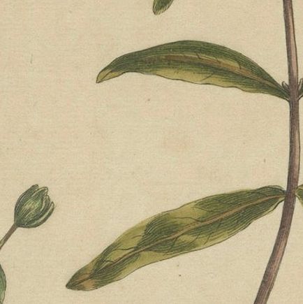Exquisite 1755 St. John's Wort Botanical Engraving by Philip Miller, close-up 5