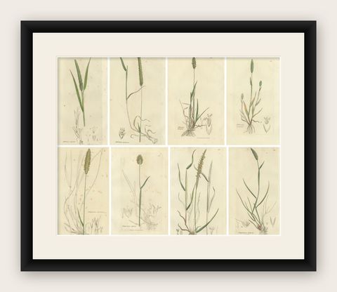 Set of 8 Antique Engravings of Meadow Grasses: Timothy & Foxtail, c.1830, shown framed