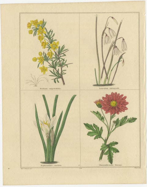 Antique Floral Engravings by B. Maund from The Botanic Garden 1836, view 3