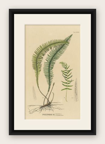 Artfully Handcolored Lithograph of Ferns of Java 'Polypodium', 1829, shown framed