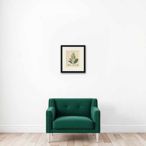 Antique Allspice Botanical Print, Myrtus Pimenta, Hand Colored, c.1831, shown framed on a wall, true to size