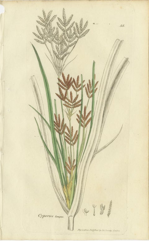 Set of 8 Antique Botanical Engravings of Sedges, Rushes and Wetland Plants, 1830, view 8