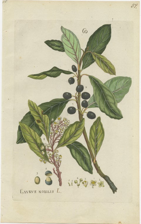 Set of 2 Antique Botany Prints, Laurus Camphora & Laurus Nobilis, view 3