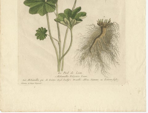 Antique Botany Print of Alchemilla by Regnault, 1774, view 4