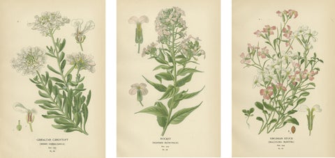 Ephemeral Blossoms: Treasures from 'Favourite Flowers of Garden and Greenhouse', view 2