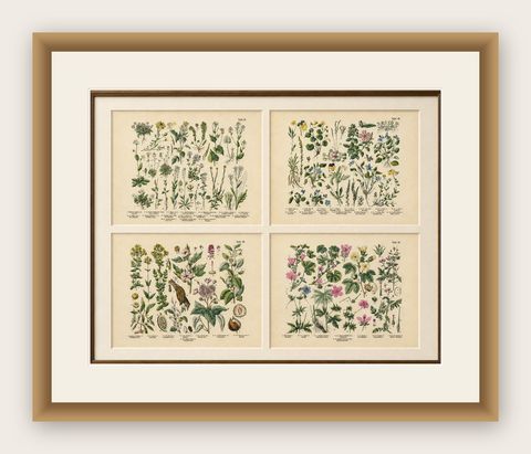German Wildflower Botanical Plates, Chromolithographs, Stuttgart circa 1890, shown framed