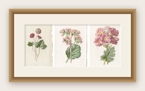 Set of Three Botany Prints Hepatica, Large-Leaved Saxifrage, Primula, shown framed