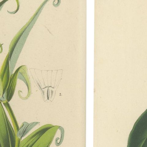 Exquisite Flora: Natal Lily and Golden Trumpet Vine in Artistic Display, c.1855, close-up 5