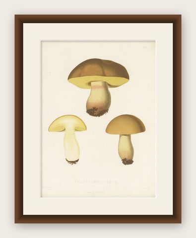 Antique Mycology Print of Hemileccinum Impolitum by E.M. Fries, circa 1860, shown framed