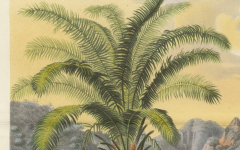 Arecoideae Palm Trees in Serra dos Órgãos, Brazil, circa 1861, close-up 1