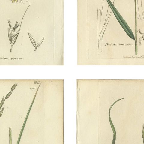 Set of 8 Antique Botanical Engravings of Festuca & Brome Grasses, c.1830, close-up 2