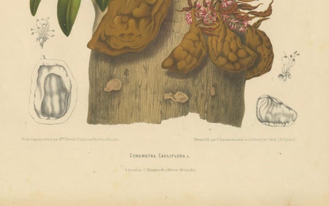 Original Antique Botanical Chromolithograph of Namnam Tree, c. 1880, close-up 1