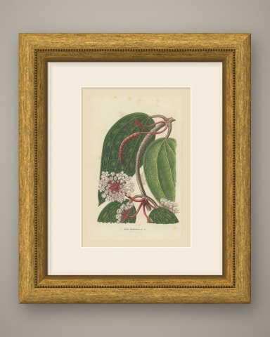 Hoya Macrophylla, Wax Plant in Flower Chromolithograph, 1859, shown framed