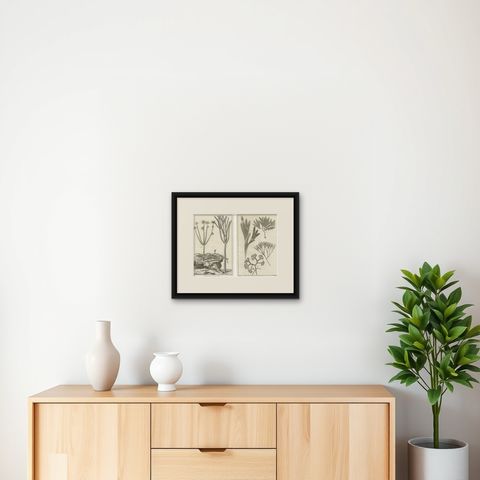 Decorative Antique Prints, Marine Plants and Cactus Engravings, c.1770, shown framed on a wall, true to size