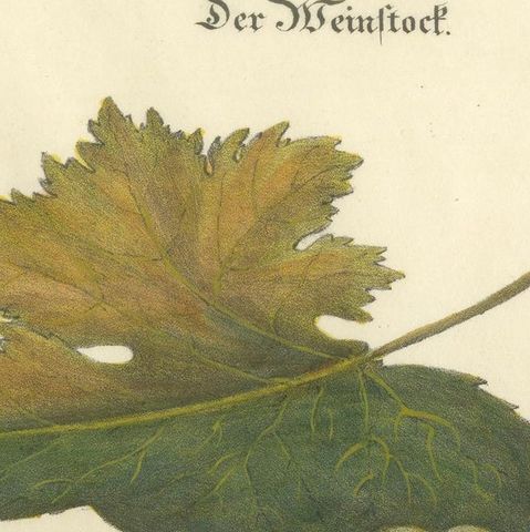 Antique Grape Varieties Botanical Print, Vitis Vinifera Study, c.1831, close-up 4