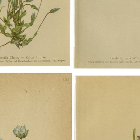 Antique Botanical Prints Alpine Gentians Set of 8, Chromolithographs, 1897, close-up 2