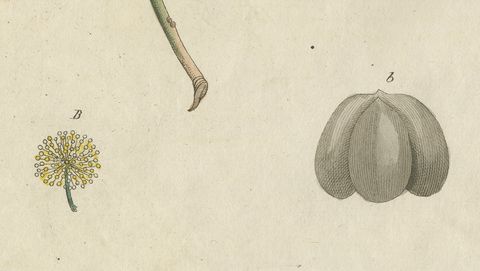 Rubber Tree and Gum Arabic Acacia, Antique Bertuch Print, circa 1805, close-up 2