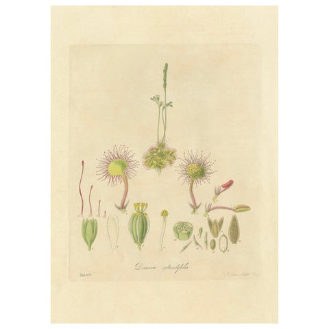 The Delicate Predator: Botanical Illustrations of Drosera, 1777