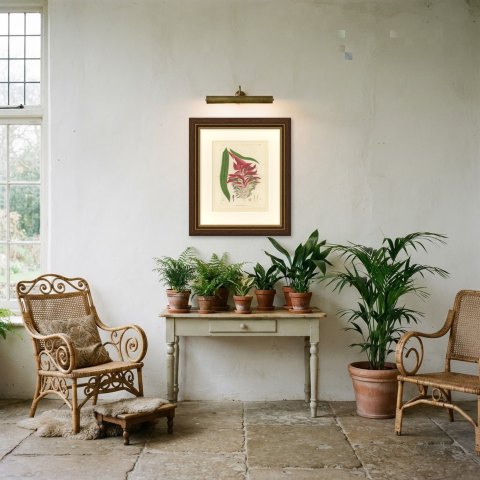 Billbergia Moreliana, Bromeliad in Flower Chromolithograph Plate II, 1859, shown framed in a room, true to size