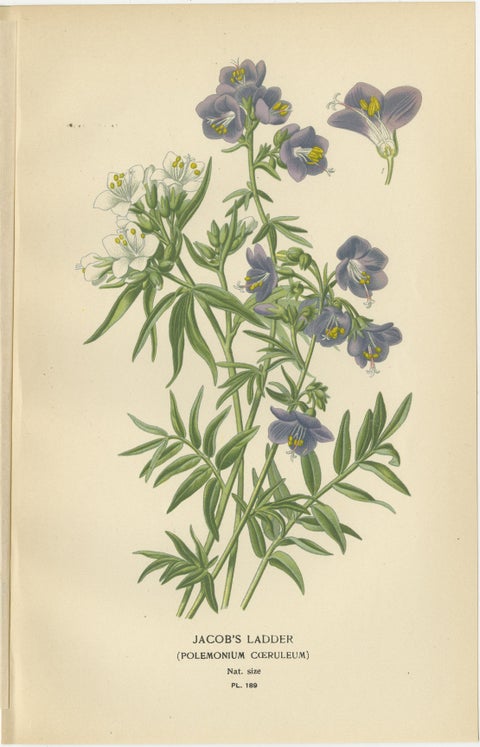 1897 Botanical Prints, Jacob’s Ladder and Cup-and-Saucer Vine, view 2