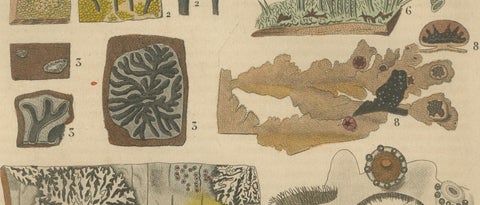 Lichen Varieties: A Collection of Symbiotic Elegance Engraved and Colored, 1845, close-up 3