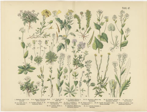German Wildflower Botanical Plates, Chromolithographs, Stuttgart circa 1890, view 2