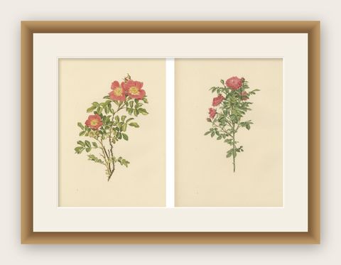 Antique Chromolithographs of Roses (Set of 2), 1914, shown framed