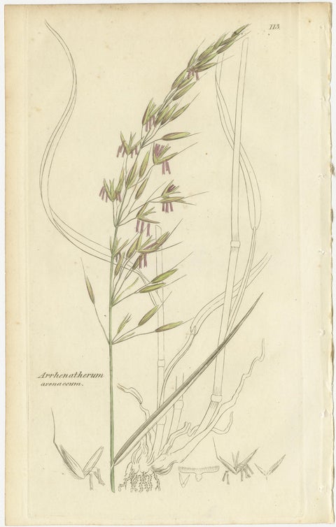 Antique Grasses & Sedges, Hand-Colored Botanical Engravings, c.1830 (Set of 8), view 2