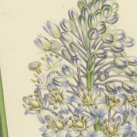 Natal Squill Botanical Illustration by Louis van Houtte, 19th Century, close-up 5