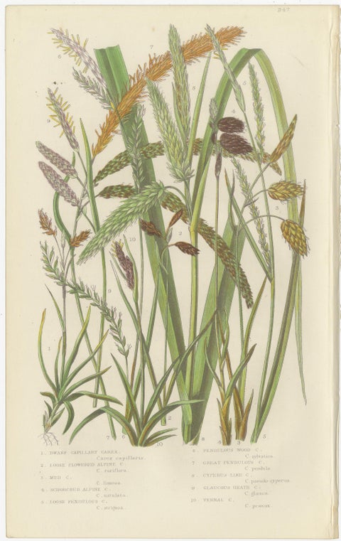 Maidenhair and European Bristle Ferns, Hand-Colored Engravings, 1873, view 2