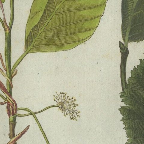 Beech and Elm Leaves, Flowers, and Seeds: A Stunning 1805 Botanical Engraving, close-up 4