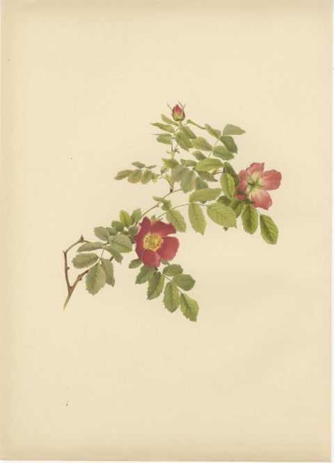 Decorative Pair of Antique Rose Prints, Chromolithographs 1914, view 3