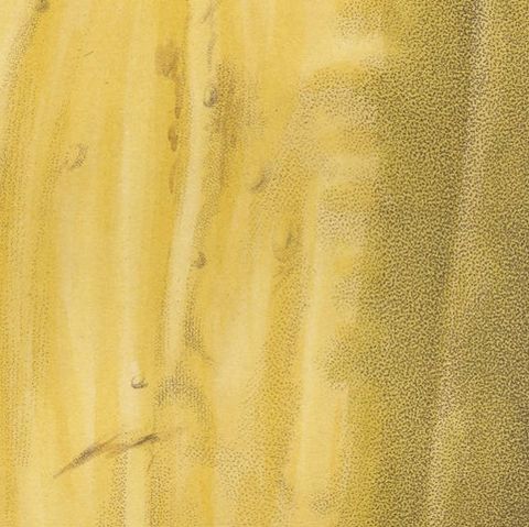 Antique Print of the Vegetable Marrow, close-up 2