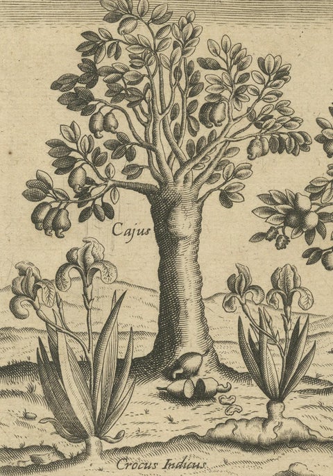 Exotic Flora of the Indies: The Cajus and Jambos Trees Copper Engraved in 1601, close-up 4