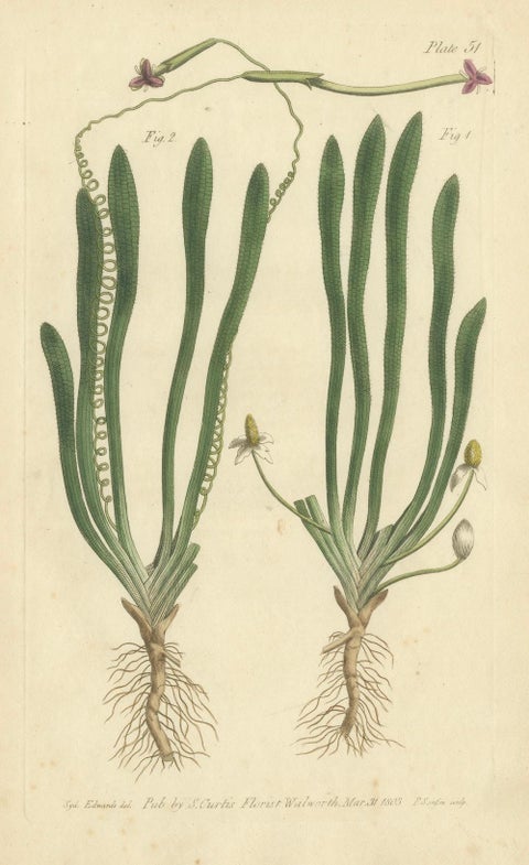 Old Botanical Engraving of Vallisneria (Tape Grass), 1803 Aquatic Plant Print, close-up 4