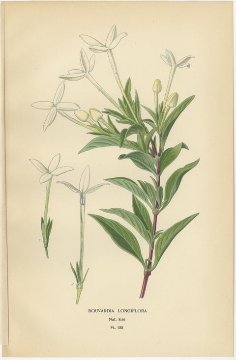 Antique Botanical Prints: Bouvardia Longiflora, Crossworts & Large Spur Valerian, view 2