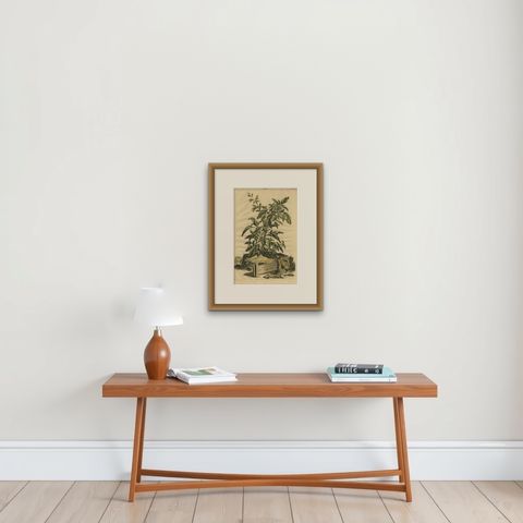 Botanical Illustration of Yellow Variegated Sage from Munting’s 1696 Herbal, shown framed on a wall, true to size
