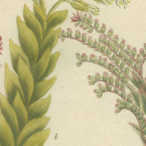 Decorative Botanical Engraving of Sedum & Succulent Plants, 1737, close-up 6