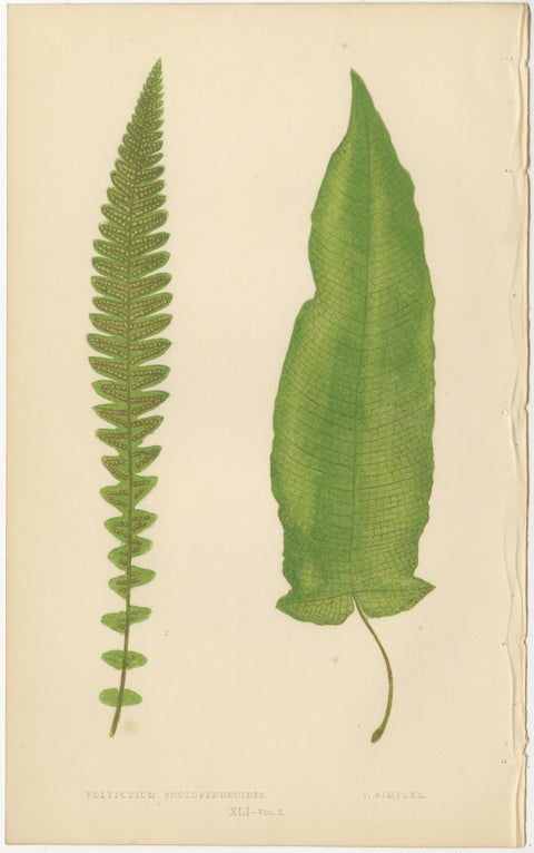 Collection of 10 Original Antique Tropical Fern Lithographs by E.J. Lowe, 1856, view 4