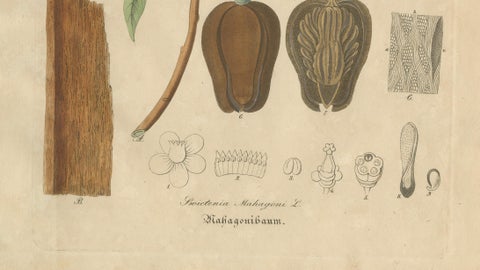 Antique Mahogany Botanical Print, Swietenia Mahagoni, c.1831, close-up 3