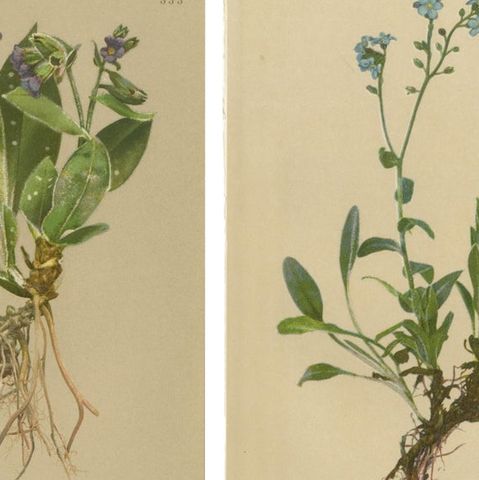 Antique Botanical Prints Alpine Flora Set of 8, Chromolithographs, 1897, close-up 1