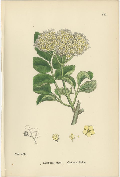 Set of 10 Antique Botanical Prints, English Botany 1902, British Wild Flowers, view 4